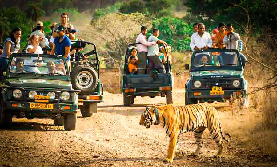 Day 2: Ranthambore National Park Safari